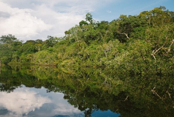 INPE: Brasil tem novo recorde de alertas de desmatamento em 2022